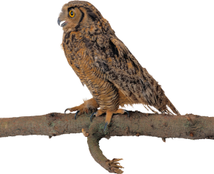 Owl PNG-26749